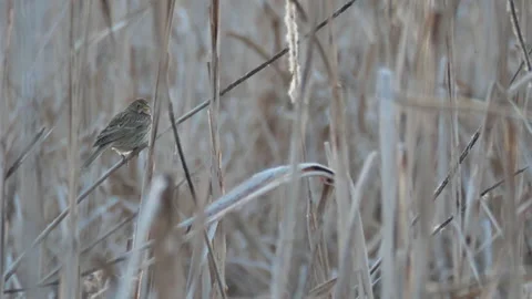 Corn bunting, Emberiza calandra, Spain, Triguero Stock Footage 234457424