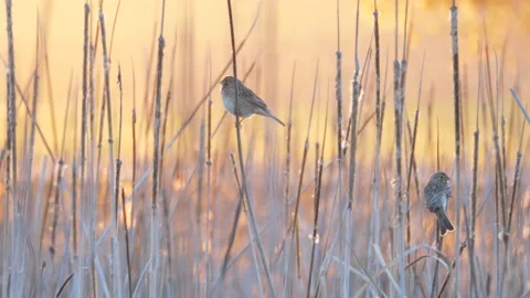 Corn bunting, Emberiza calandra, Spain, Triguero Stock Footage 234457460
