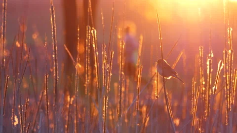 Corn bunting, Emberiza calandra, Spain, Triguero Stock Footage 234457585