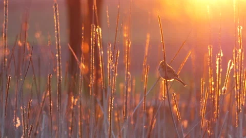 Corn bunting, Emberiza calandra, Spain, Triguero Stock Footage 234457616