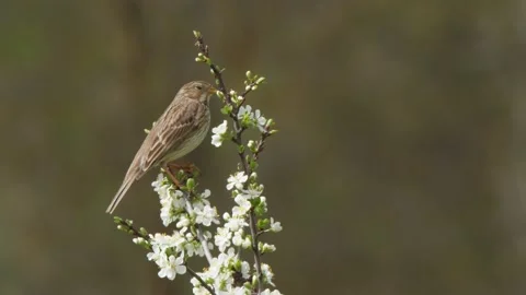 Corn bunting, Emberiza calandra, Spain, Triguero Stock Footage 234457685
