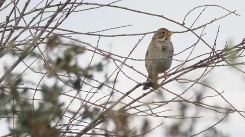 Corn bunting, Emberiza calandra, Spain, Triguero Stock Footage 234457787