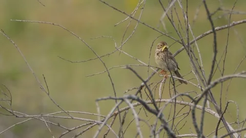 Corn bunting, Emberiza calandra, Spain, Triguero Stock Footage 234457794