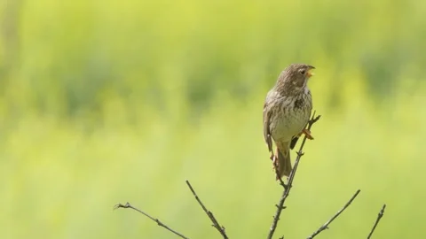 Corn bunting, Emberiza calandra, Spain, Triguero Video stock 234457932