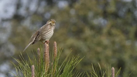 Corn bunting, Emberiza calandra, Spain, Triguero Stock Footage 234457940