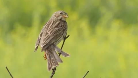 Corn bunting, Emberiza calandra, Spain, Triguero Video stock 234457968