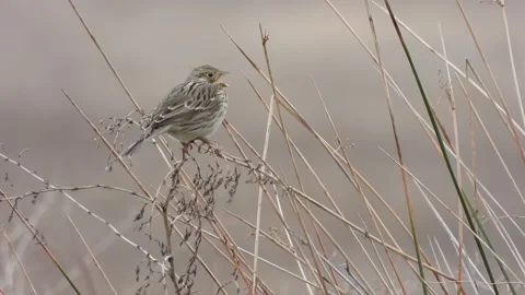 Corn bunting, Emberiza calandra, Spain, Triguero Stock Footage 234458100