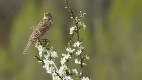 Corn bunting, Emberiza calandra, Spain, Triguero Video stock 234458104