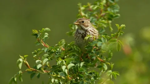 Corn bunting (Emberiza calandra) in wind Stock Footage 121732649