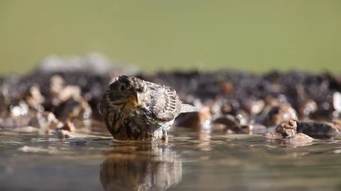 Corn bunting 스톡 동영상 126970053