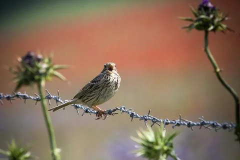 Corn Bunting in full song perched on barbed wire Stock Photos