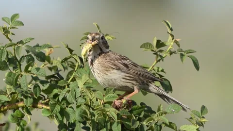 Corn bunting miliaria calandra. Stock-Footage 288242044
