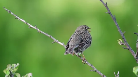 Corn Bunting (Miliaria calandra) Singing bird in spring, on a green background Stock-Footage 131939352