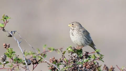 Corn Bunting (Miliaria calandra) Singing bird in spring. Beautiful light Stock-Footage 132787285