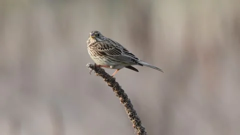 Corn Bunting ( Miliaria calandra ) singing in a field Stock-Footage 139208602