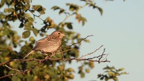 Corn Bunting (Miliaria calandra ) sits on a branch in the soft evening light  Vídeo Stock 111630837