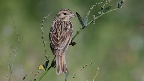 Corn bunting Miliaria calandra sitting on a branch Stock Footage 230182235