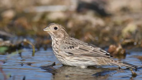 Corn bunting Miliaria calandra in the wild Stock-Footage 196121188