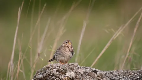 Corn bunting miliaria calandra in the wild.  Stock-Footage 245665155