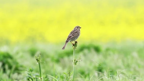 Corn bunting / Milliaria calandra singing in natural habitat Stock Footage 76128868