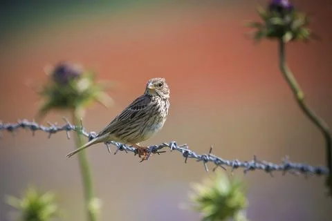 Corn Bunting perched on barbed wire against backdrop of red poppy field Stock Photos