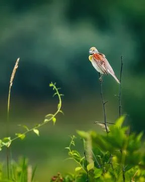 Corn Bunting perched on a thin twig Stock Photos