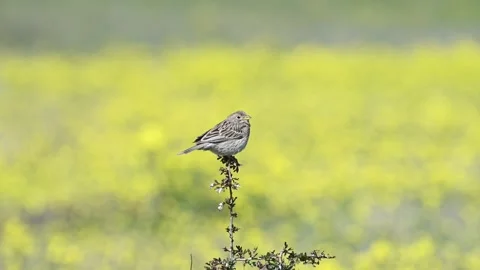 Corn Bunting on a Shrub in a Blooming Meadow. Slow Motion Stock-Footage 312194094