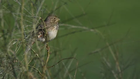 Corn bunting singing, Spain Stock Footage 234457313