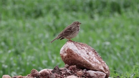 Corn bunting sits on a branch on a beautiful green background Stock Footage 140677546