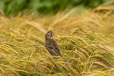 Corn Bunting Sits On Wheat Stock Photos