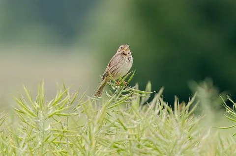 Corn Bunting Sitting On Branch Stock Photos