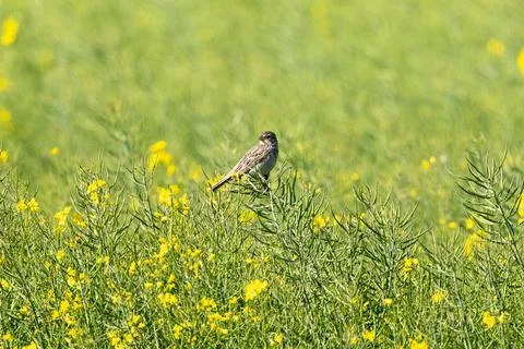Corn Bunting Sitting On Branch Stock Photos