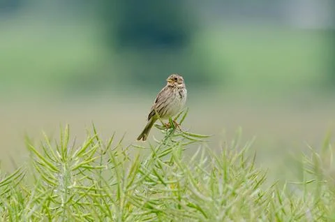 Corn Bunting Sitting On Branch 스톡 사진