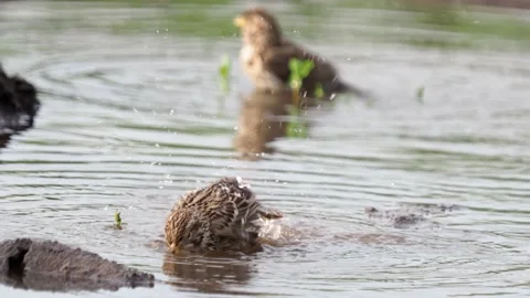 The corn bunting taking a bath, Emberiza calandra Stock Footage 155312149