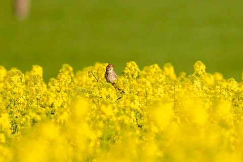 Corn Bunting In Yellow Field Stock Photos