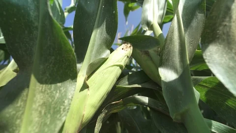 Corn bush and leaves - corn field Видео 123782569