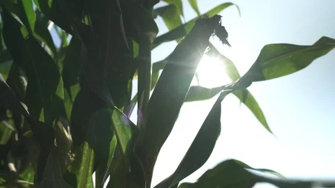 Corn bush and sun on corn field Stock-Footage 123782527