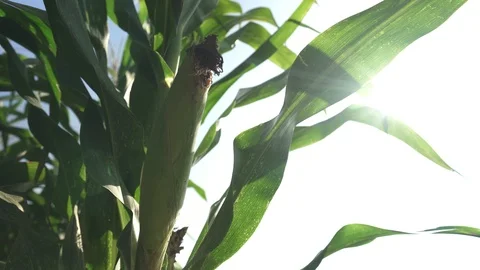 Corn bush and sun Видео 123782444