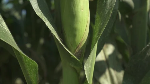 Corn bush close on corn field Stock-Footage 123782052