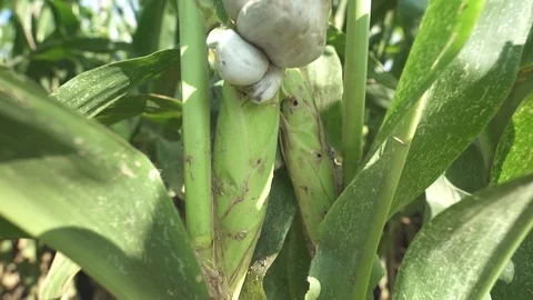 Corn bush close with parasite on corn field 動画素材 123782071