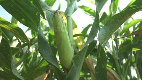 Corn bush - corn field and sun Stock-Footage 123782563