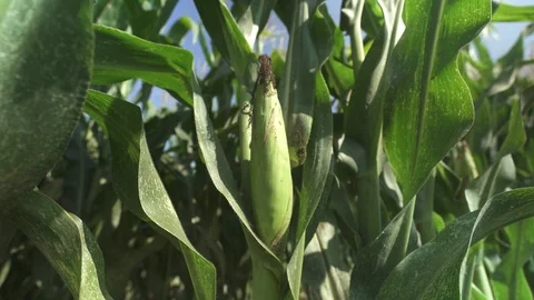 Corn bush on corn field Vídeo Stock 123781994