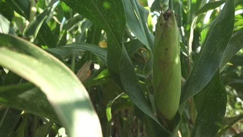 Corn bush - corn field Vídeo Stock 123782115