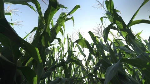 Corn bushs and sun Stock-Footage 123782452
