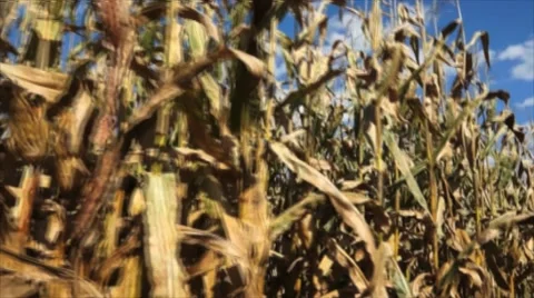 Corn Cam Stock Footage 42891204