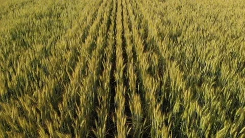 Corn camp Stock Footage 131972956