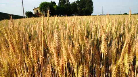 Corn camp Stock Footage 131973992