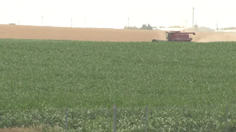Corn &amp; Cattle Farming in Kansas Stock Footage 171489516