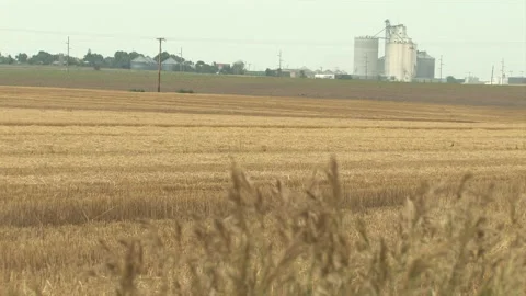 Corn &amp; Cattle Farming in Kansas Stock Footage 171495579
