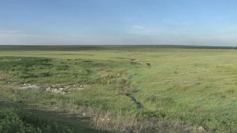 Corn &amp; Cattle Farming in Kansas Stock Footage 171503733